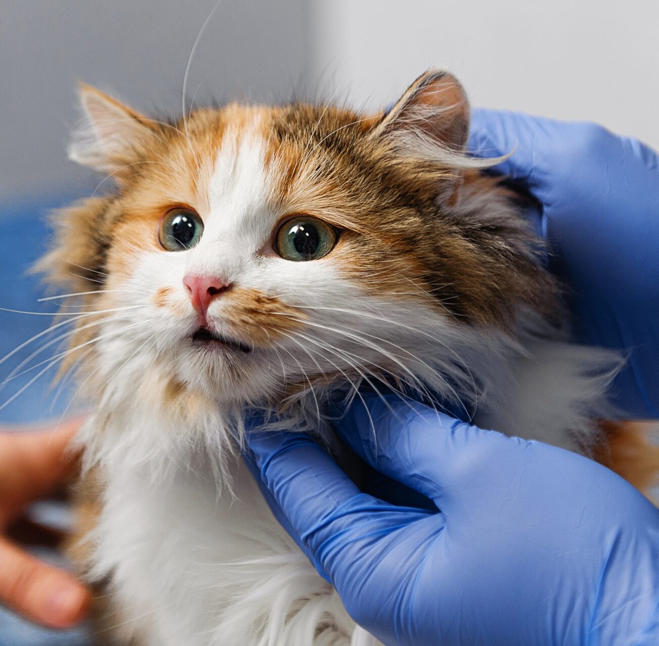 We provide high quality CPD in veterinary dermatology.