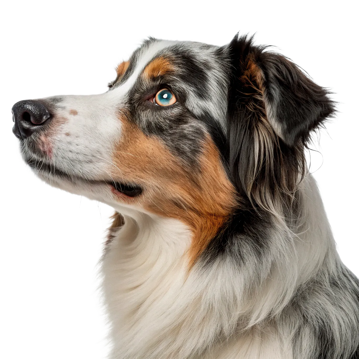 British Veterinary Dermatology Study Group